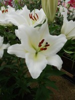 [4281 Silverside Mak No02.JPG]